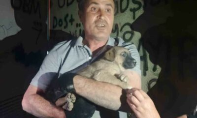 OEDAŞ trafoda mahsur kalan yavru köpeğe duyarsız kalmadı