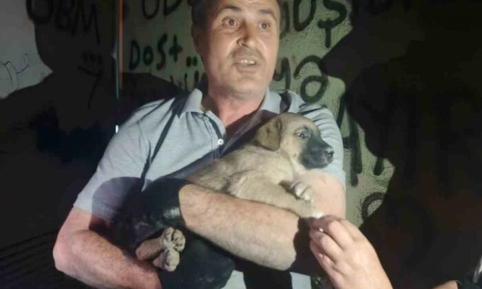OEDAŞ trafoda mahsur kalan yavru köpeğe duyarsız kalmadı