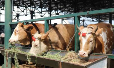 (ÖZEL) Pazarlıklar kızıştı, kimisi “çok uygun”, kimisi “kuru kalabalık” dedi