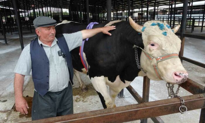 Kütahya’da 1 ton 200 kiloluk kurbanlık 350 bin TL’ye satıldı