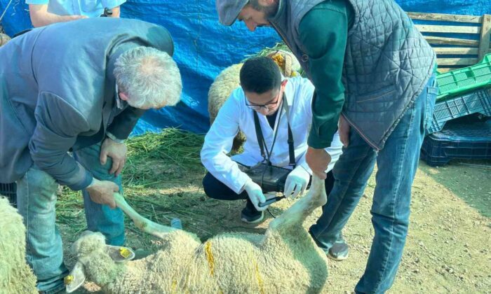 Bilecik’te kurban satış pazarında hayvanlara gebelik testi yapılıyor