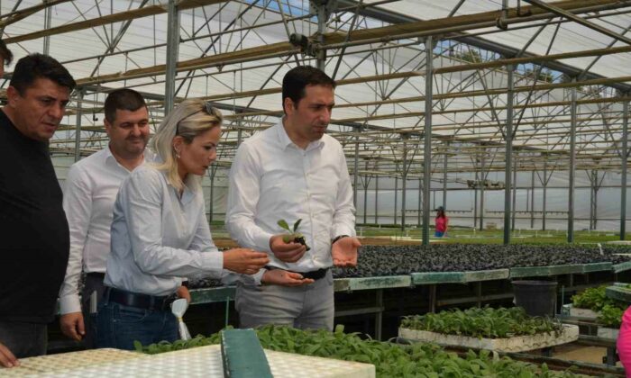 Bilecik’te “Enginar Fide” projesi