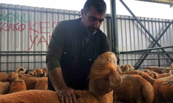 (ÖZEL) Turuncu renkli Sivas Kangal kuzuları hem renkleri hem de lezzetleriyle dikkat çekiyor