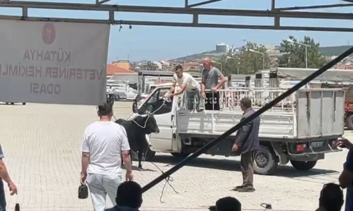 Kaçan kurbanlık ekipleri harekete geçirdi