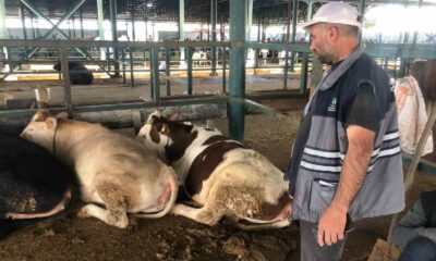 Büyükbaş hayvanlar kendi maliyetlerini çıkarmıyor