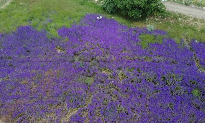 Fotoğraf meraklılarının yeni gözdesi ’hanımeli çiçeği’ tarlaları