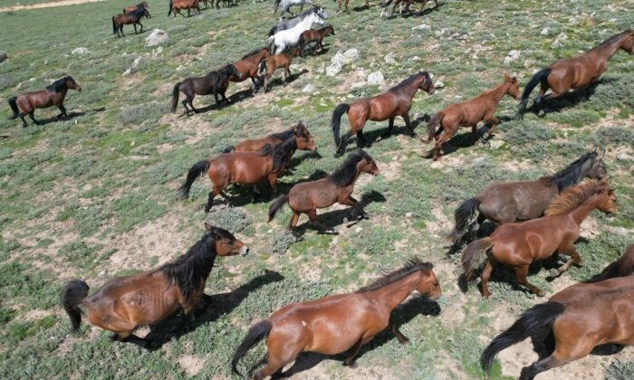 Yayladan aşağı inen yılkı atları dron ile görüntülendi