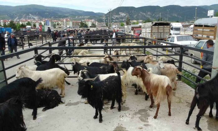 Kütahya Canlı Hayvan Pazarı geçici olarak kapatıldı