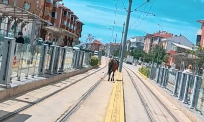 Tramvay rayları üzerindeki başı boş at şaşırttı