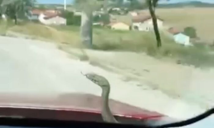 Kütahya’da ’aracın kaputundan çıkan yılan’ şaşkınlığı