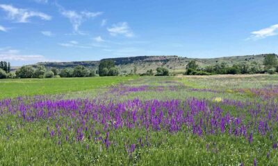 Eskişehir’de açan söğüt otları kartpostallık görüntüler oluşturdu