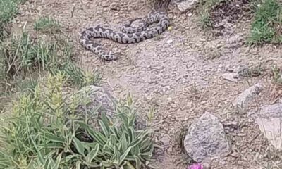 İlçede görülen zehirli engerek yılanı korkuya neden oldu