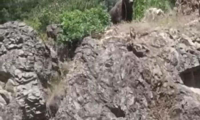 Kütahya’da ormanlık alanda ayı görüldü, gençler cep telefonlarına sarıldı