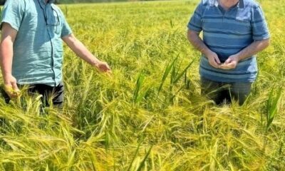 Kütahya’da sertifikalı arpaların tarla kontrolleri yapıldı