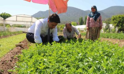 Sarıcakaya Kaymakamı kolları sıvayıp hasat için tarlaya girdi
