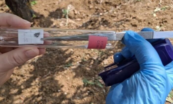 Bilecik’te görülen kahverengi kokarcaya samuray arısıyla çözüm