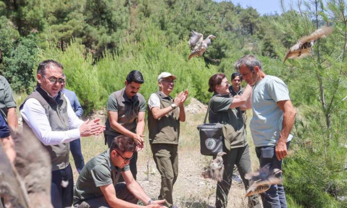 300 kınalı keklik doğaya salındı