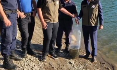 Bayat’daki gölet ve sulak alanlara 10 bin sazan balığı yavrusu bırakıldı