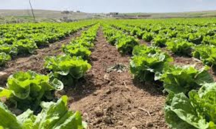 Marulun ekmeğini aracılar yiyor, çiftçi vatandaş mağdur