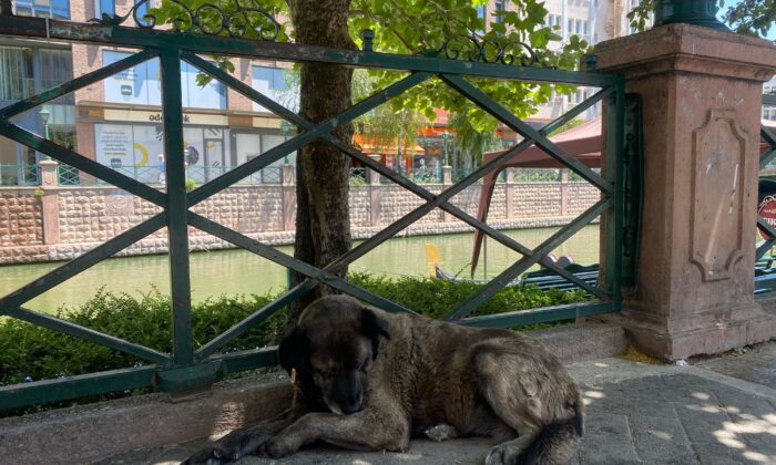 Eskişehir’deki sıcaklar köpekleri de etkiledi