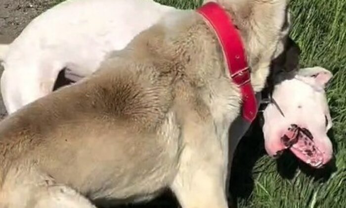 Köpeklerin dövüştürüldüğü video tepki topladı