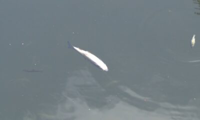 Tavşanlı’da balık ölümleri