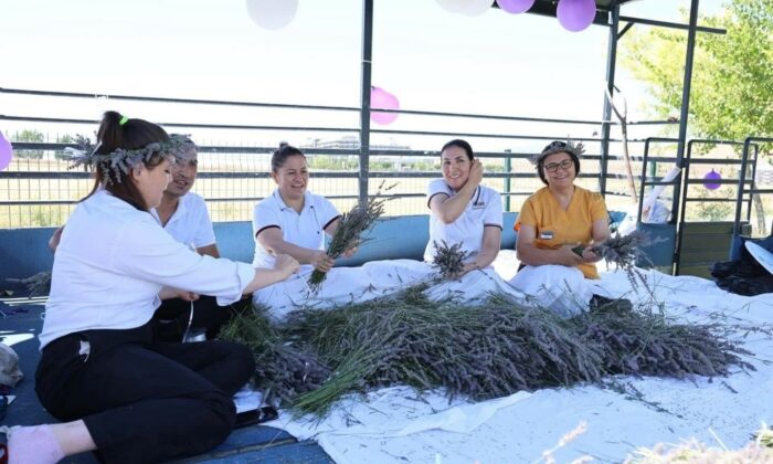 Lavanta ve kekik hasadı renkli görüntülere sahne oldu