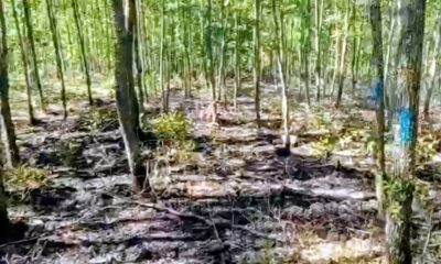 Bilecik’te orman yangını büyümeden söndürüldü