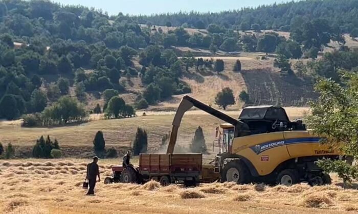 Tavşanlı’da çiftçiler emeklerinin karşılığını almanın heyecanını yaşıyor