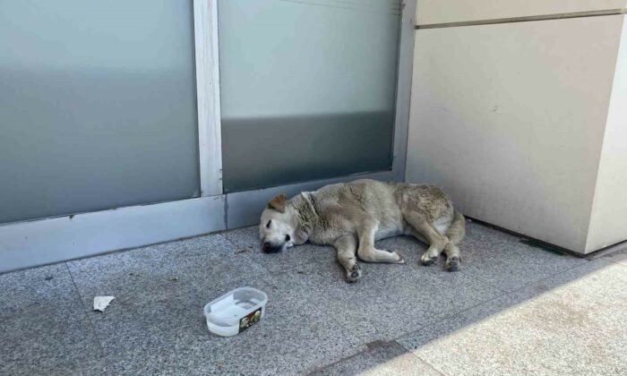 Eskişehir’deki sıcaklar köpekleri de etkiledi