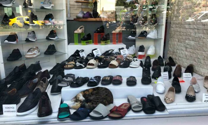 Sıcaktan bunalan kedinin çözümü görenlerin içini ısıttı