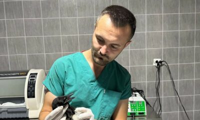 Yaralı saksağan kuşu tedavi altına alındı