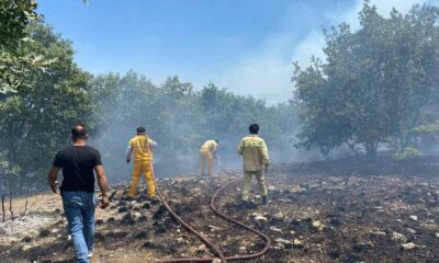 Seyitgazi’de orman yangınına ekiplerin müdahalesi başladı
