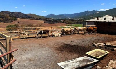 Köy sakininin ahırı belediye çalışanları tarafından yeniden inşa edildi