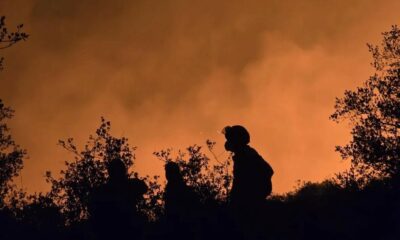 AKUT Eskişehir ekibi yanmak üzere olan hayvanları kurtardı