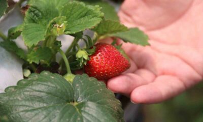 Topraksız yerde yetişen çilekler damak çatlatıyor