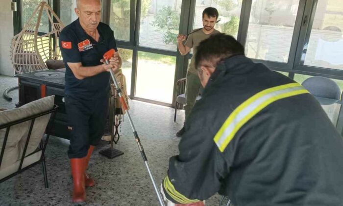 Afyonkarahisar’da yılan paniği