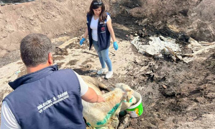 Bilecik’te acı bilanço ortaya çıktı