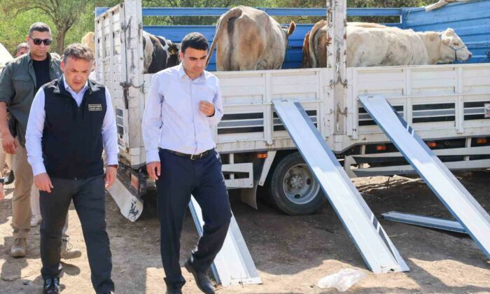 Yangın sonrası üreticilere büyükbaş ve küçükbaş hayvan desteği sağlandı