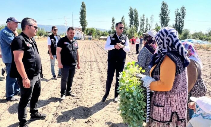 Taşoluk’ta 862 bin brokoli fidesi toprakla buluştu