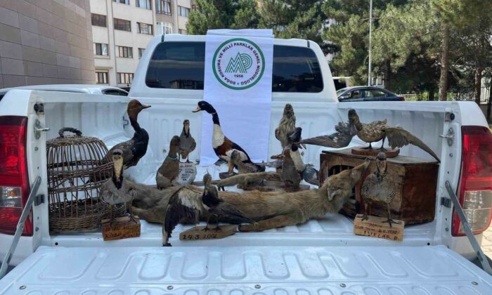 Afyonkarahisar’da 14 tahnit hayvan ve 2 kafes ele geçirildi