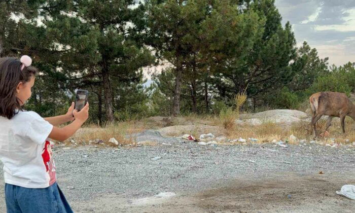 Geyik doğal yaşam alanı yerine karayolu kenarında yaşamaya başladı