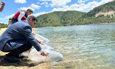 Hisarcık’ta baraj ve göletlere 89 bin aynalı sazan yavrusu bırakıldı