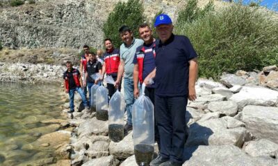 Tavşanlı’da 8 gölete binlerce yavru sazan bırakıldı