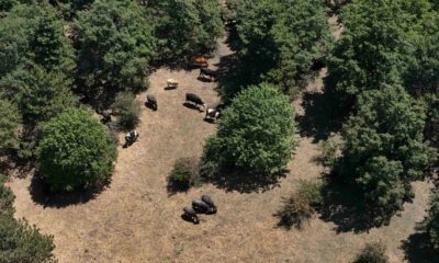 İnönü’deki manda yetiştiricileri kaliteli ve doğal ürünler için her gün hayvanları ile kilometrelerce yürüyor