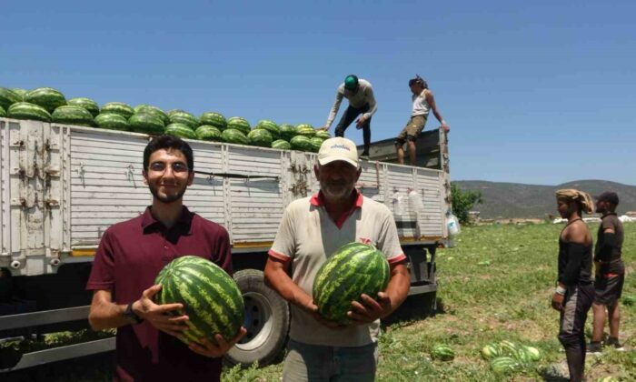 Tescilli Osmaneli karpuzunda hasat zamanı
