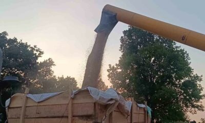 Tarım şehri Bilecik’te arpa ve buğday bereketi