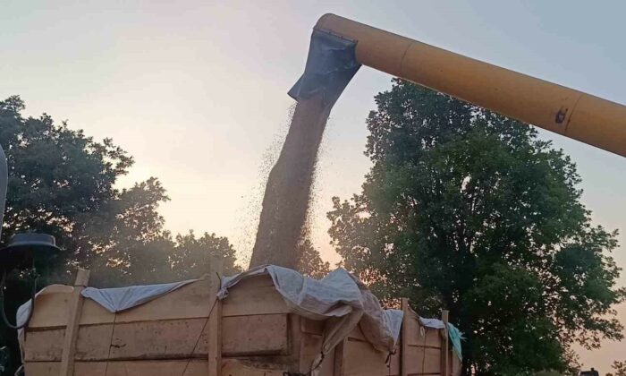 Tarım şehri Bilecik’te arpa ve buğday bereketi