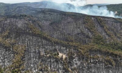 Yangının kontrol altına alındığı ormandan geriye kül yığını kaldı