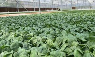 Eskişehir’den 10 milyon bitki fidesi Türkiye’nin dört bir yanına gönderiliyor